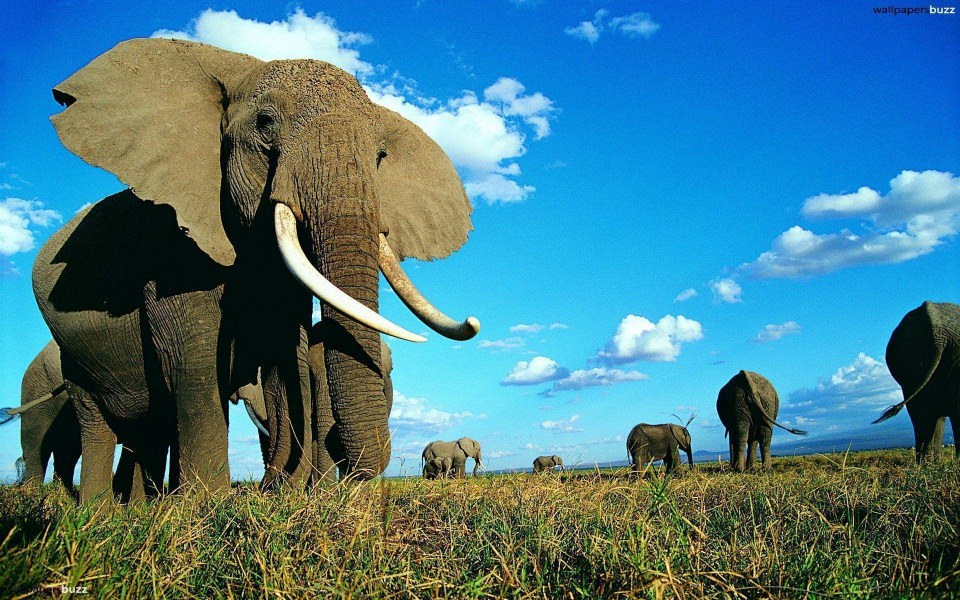 Download Elephant 3D 4K wallpaper