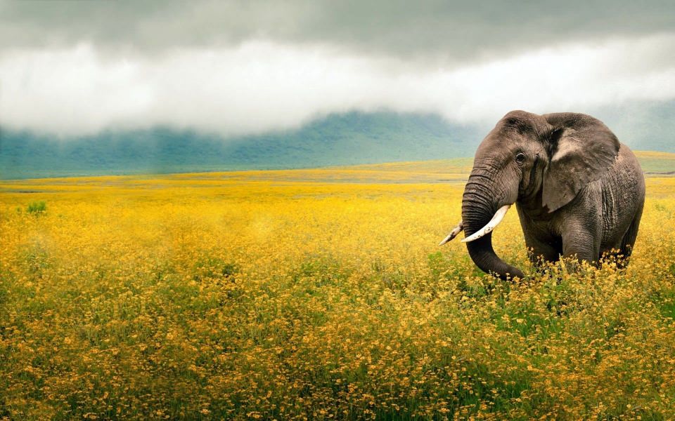 Download Elephant Yellow Field Tanzania wallpaper