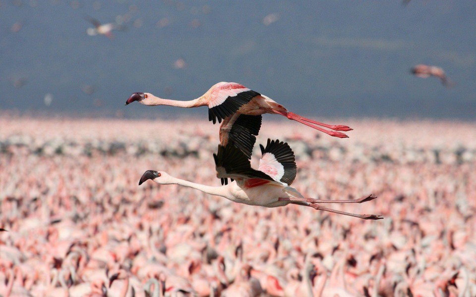 Download Flamingos Kenya 4k 2020 wallpaper