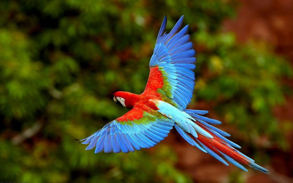 Download Flying Macaw 4K 2020 wallpaper
