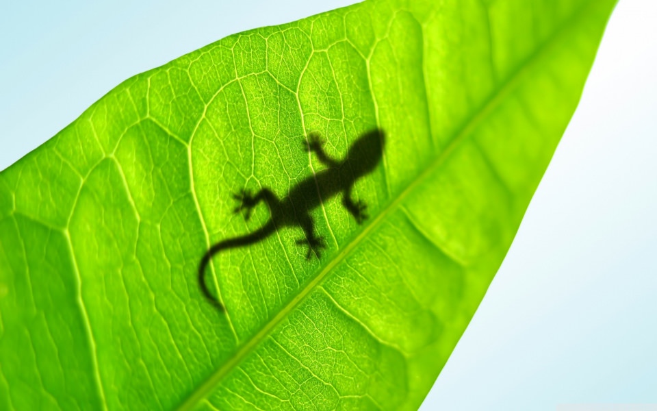 Download Gecko On A Leave 4K HD wallpaper