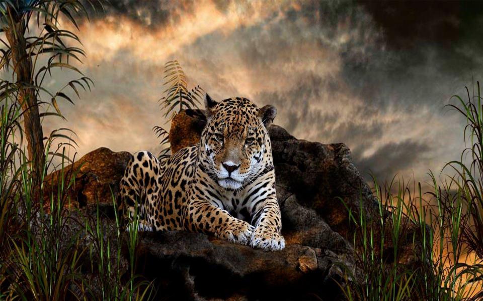 Download Jaguar HD 4K wallpaper