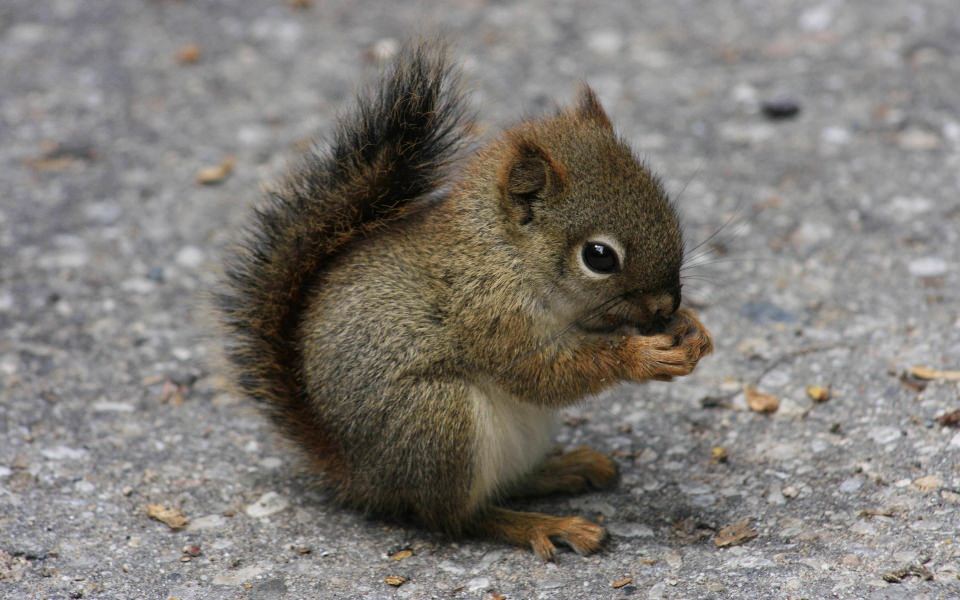 Download Little Squirrel 4K HD 2020 wallpaper
