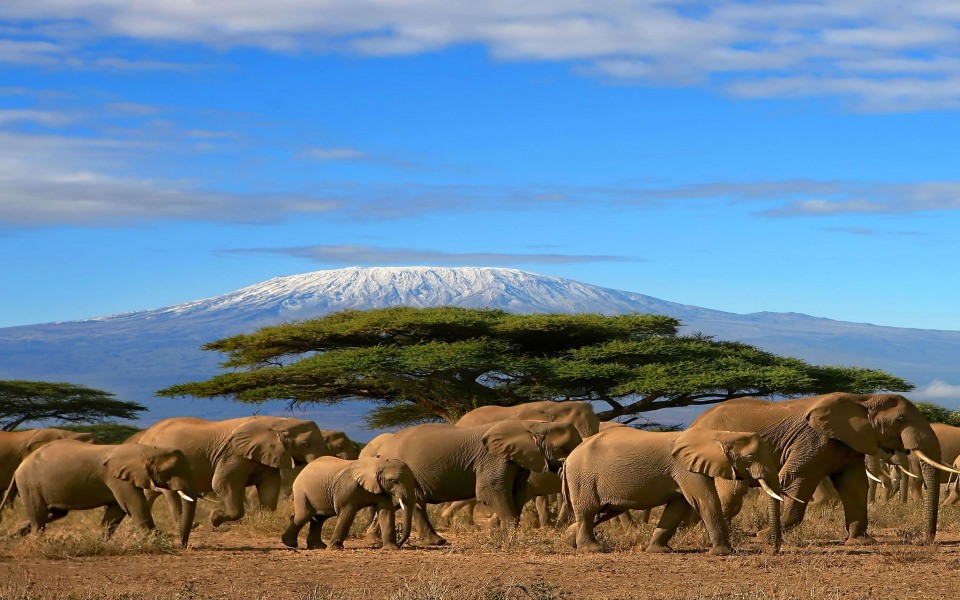 Download Mount Kilimanjaro 4K 2020 wallpaper