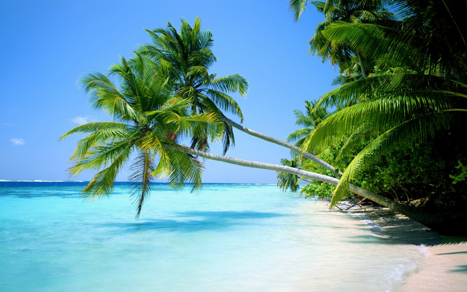 Download Palm Tree Beach 4K 2020 iPhone HD wallpaper