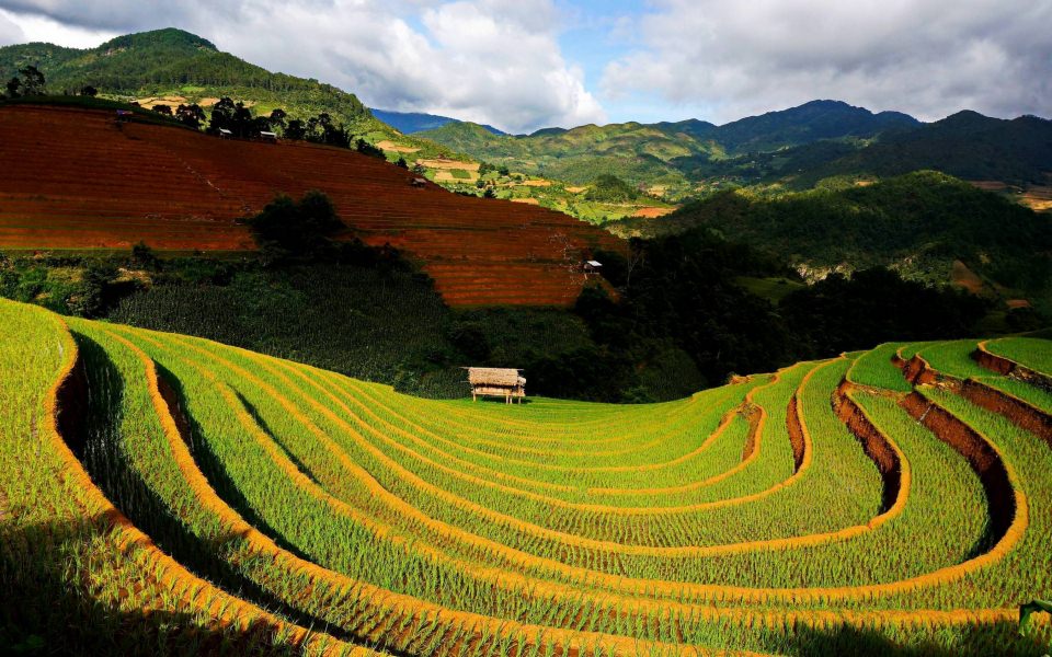 Download Rice Terraces Vietnam 4K wallpaper