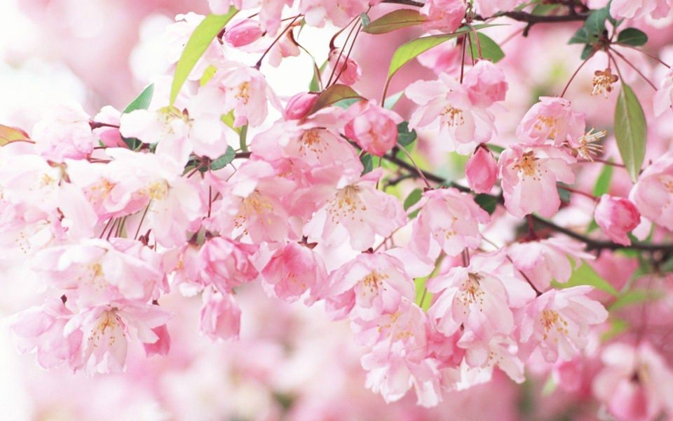 Download Sakura Flower 4K HD 2020 wallpaper