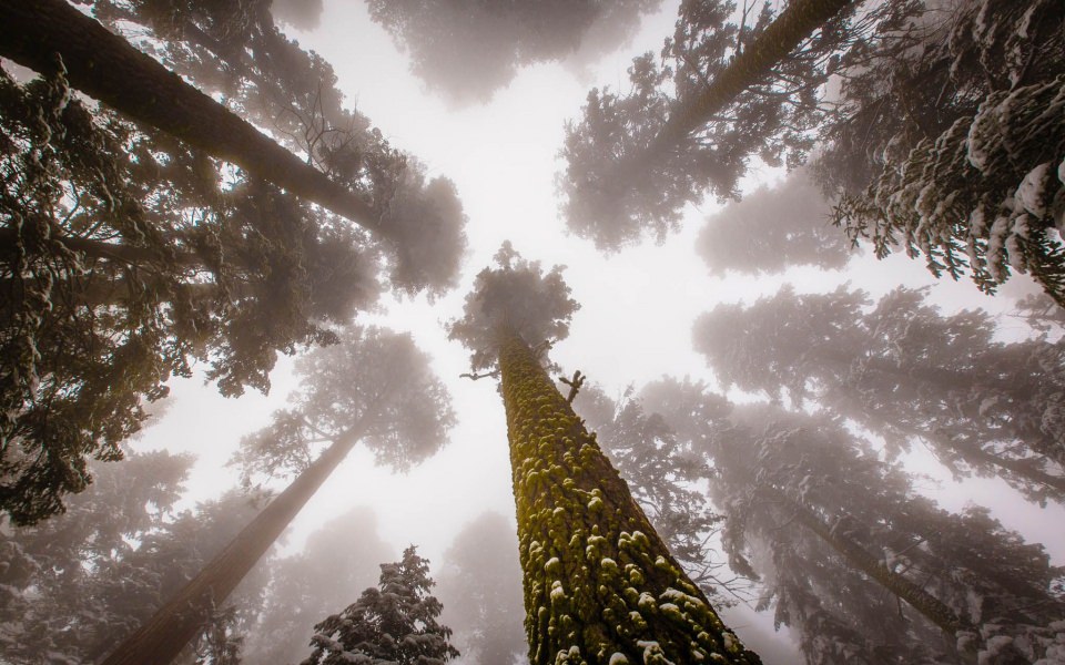 Download Sequoia National Park Trees 4K HD wallpaper
