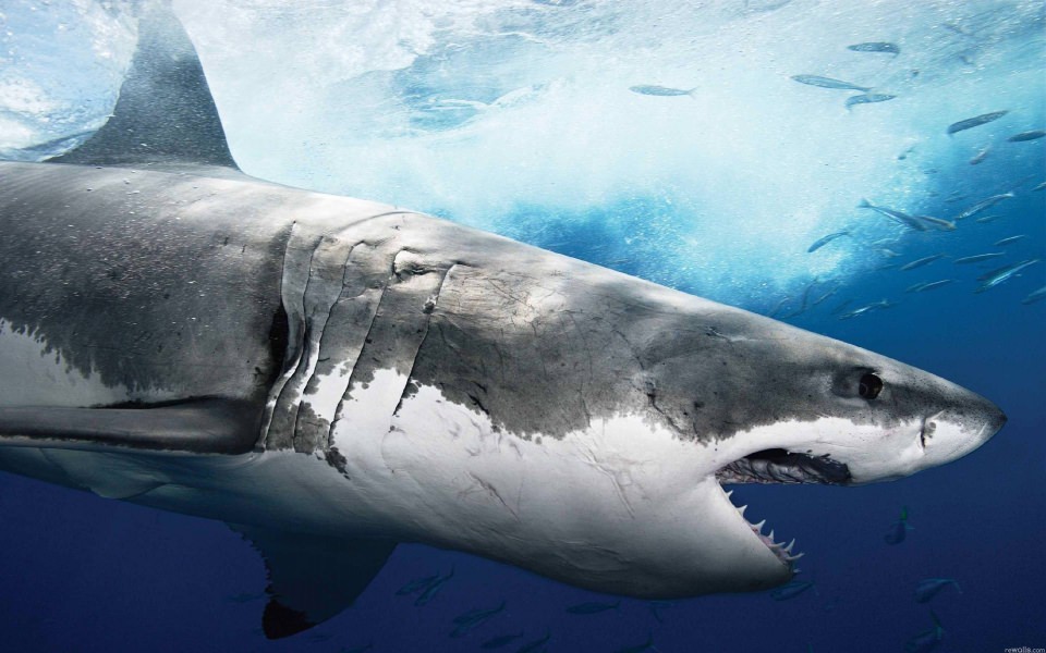 Download Shark HD 4K wallpaper