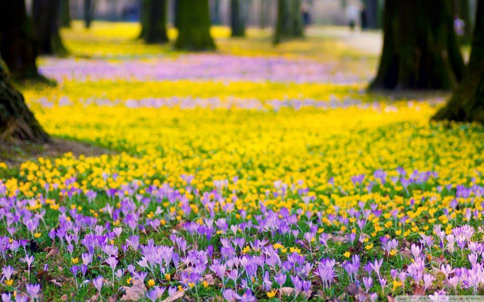 Download Spring Flowers Meadow HD wallpaper