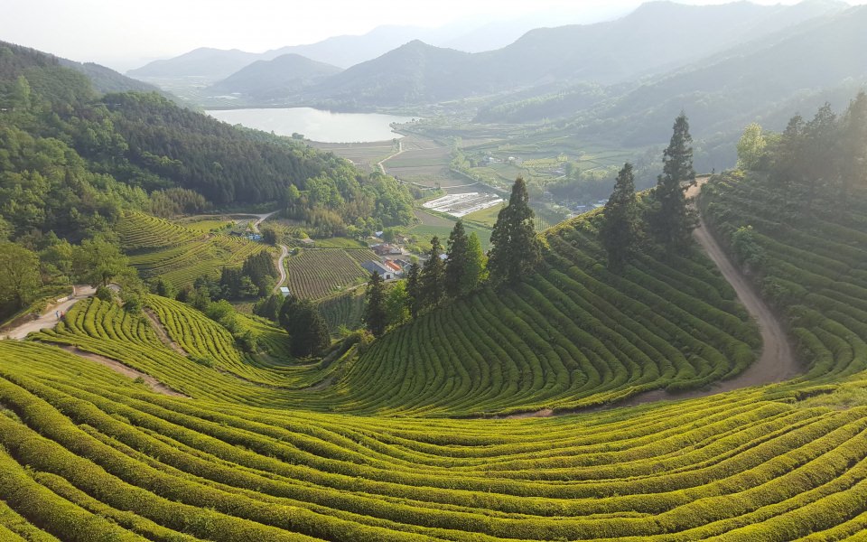 Download Stunning Pictures of South Koreas Tea 4K wallpaper