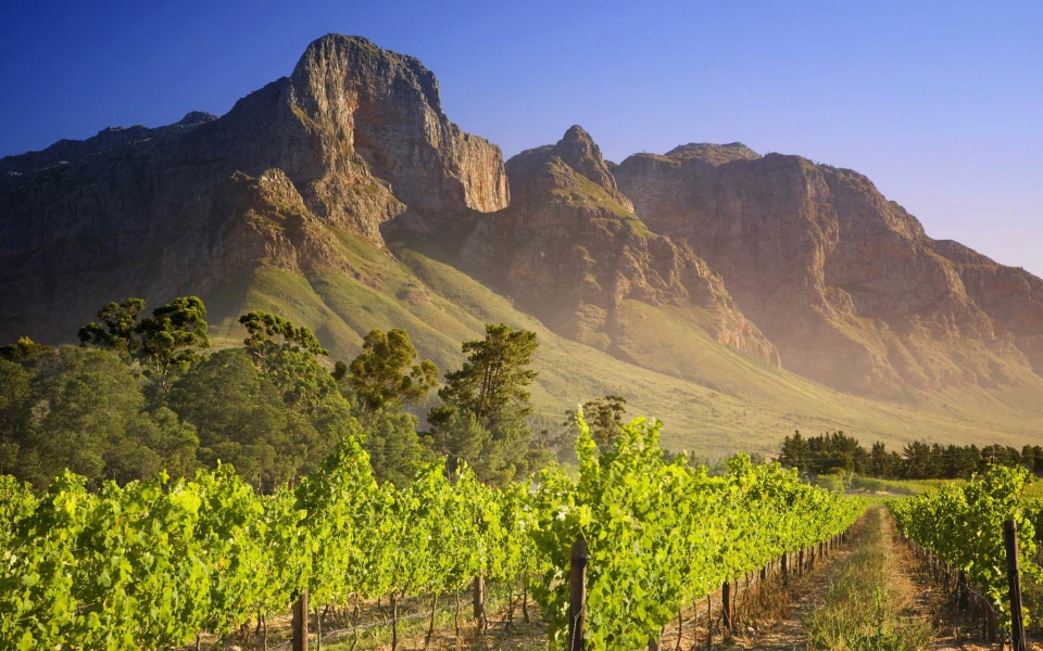Download Vineyard South Africa 4K HD 2020 iPhone Mac wallpaper