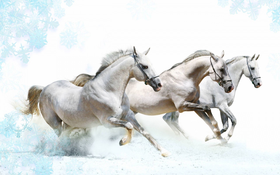 Download White Horse 4K HD wallpaper