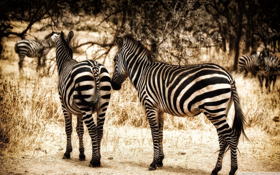 Download zebra backround 4K Free HD iPhone 2021 Desktop Tablets Photos wallpaper