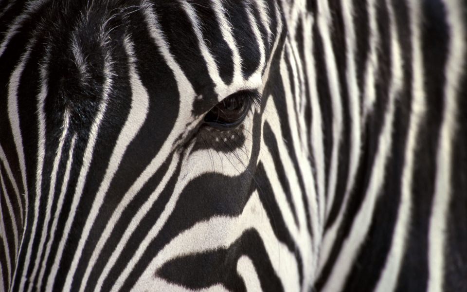 Download 4K Pictures Zebras wallpaper