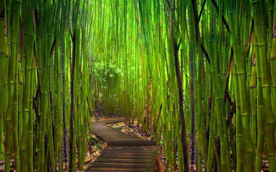 Download Bamboo Forest Japan HD iPhone iOS 6K 7K Pictures Android wallpaper