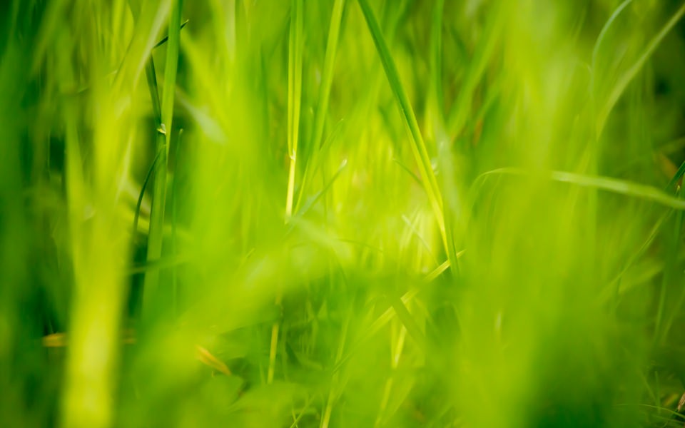 Download Beautiful Green Grass Field HD 4K wallpaper