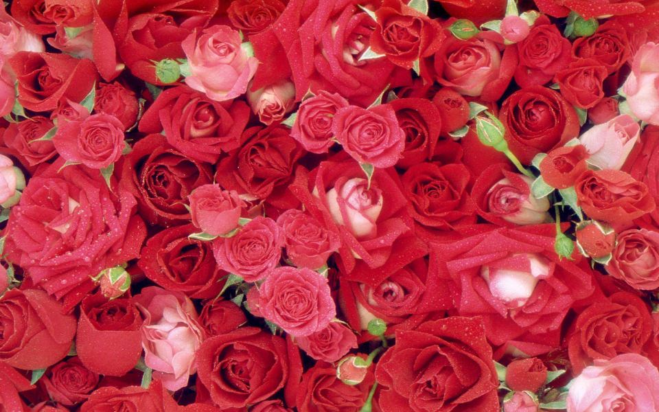 Download Beautiful Roses New Wallpaper HD Free Download wallpaper