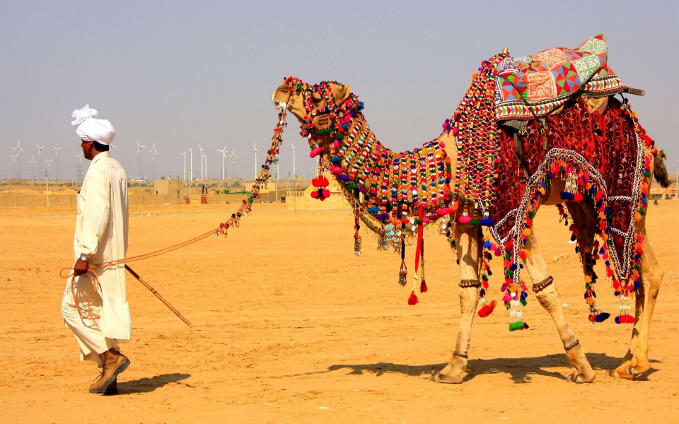 Download Camel 4K Mobile 2020 1080p wallpaper