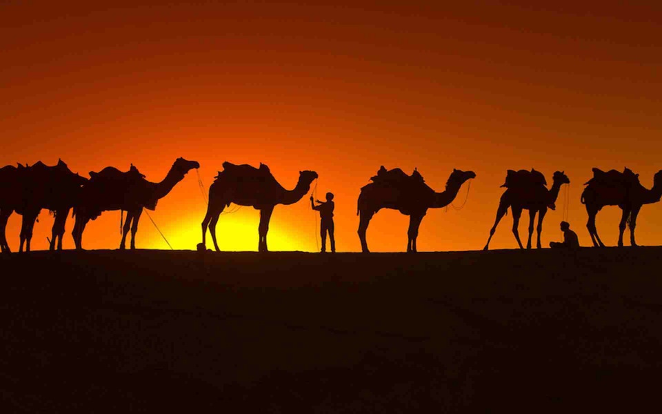 Download Camel HD 4K 2020 Free Download Pictures Photos wallpaper