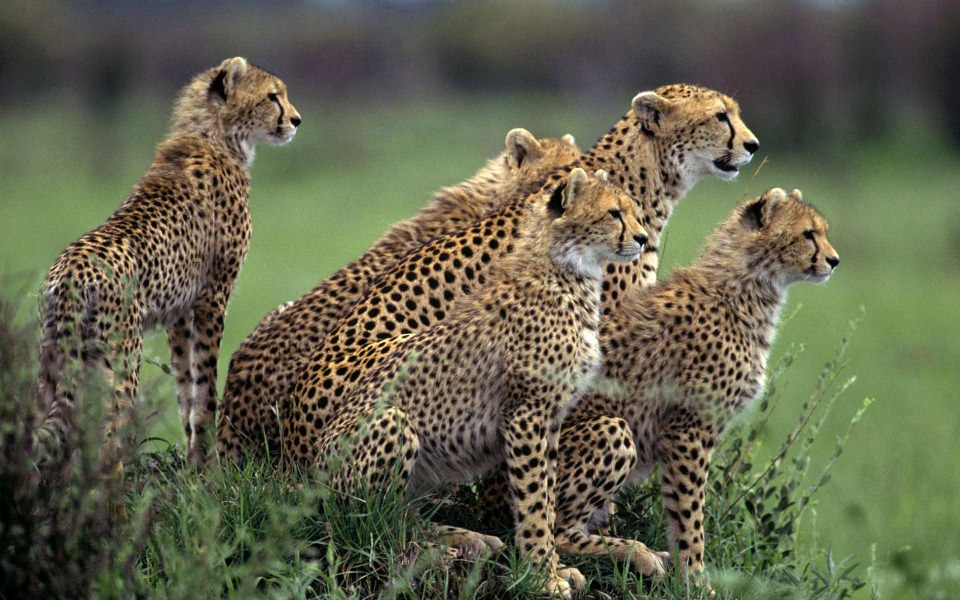 Download Cheetah Orphans Free Download wallpaper