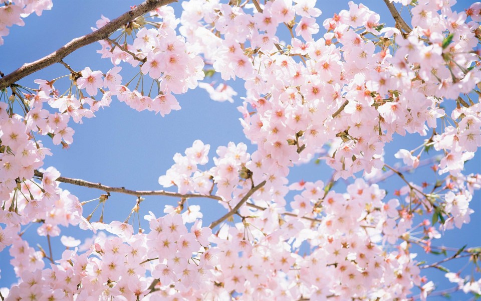 Download Cherry Blossom Tree 4K iPhone HD wallpaper