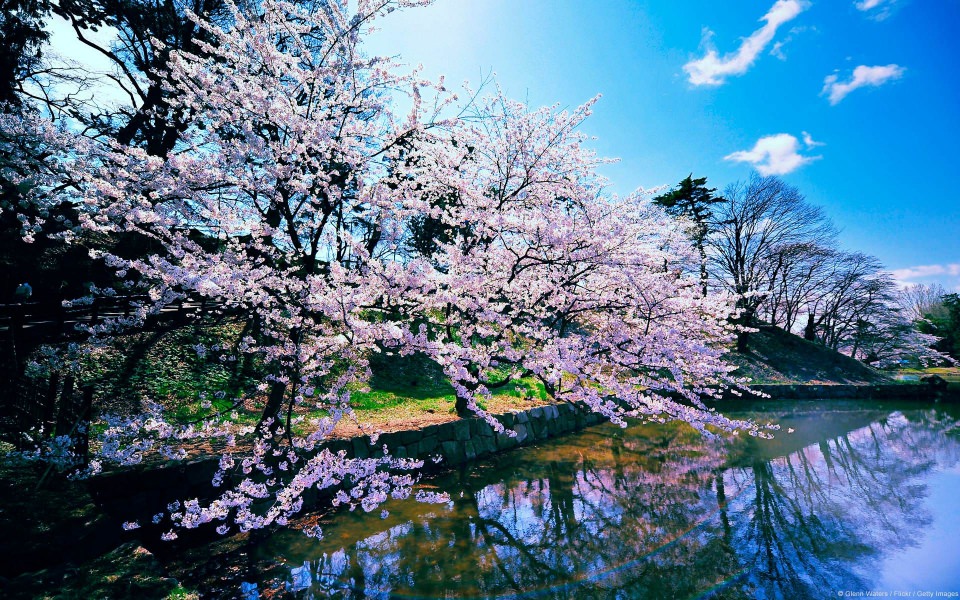 Download Cherry Blossom Trees 4K HD wallpaper