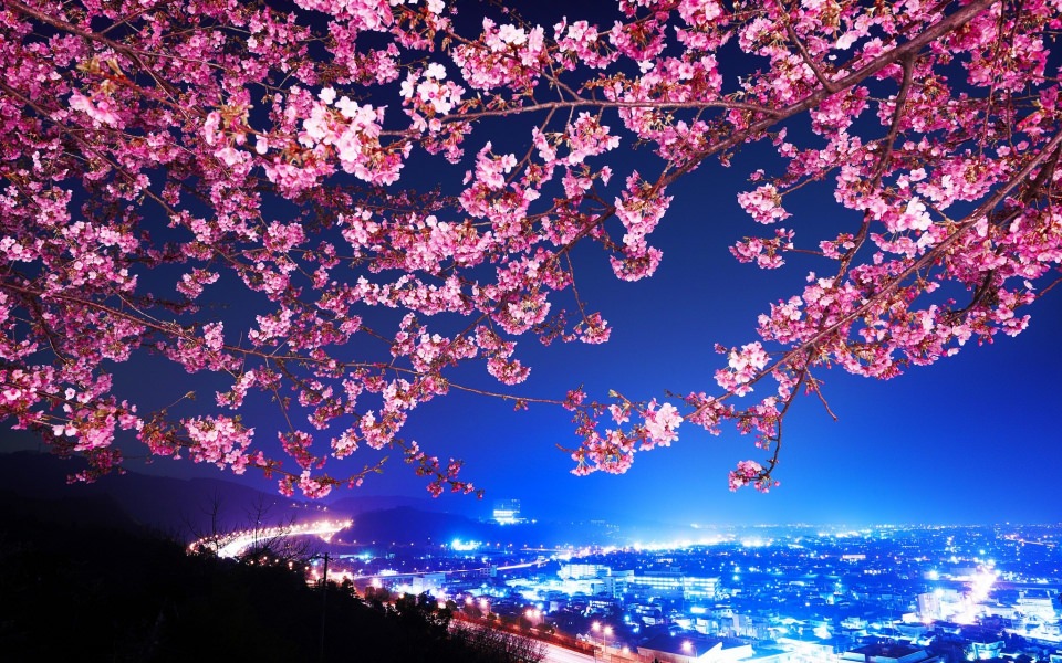 Download Cherry Blossoms 4K Minimalist HD Mobile wallpaper