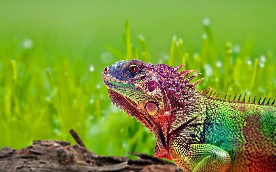 Download Colorful Lizard 1920x1080 4K HD wallpaper