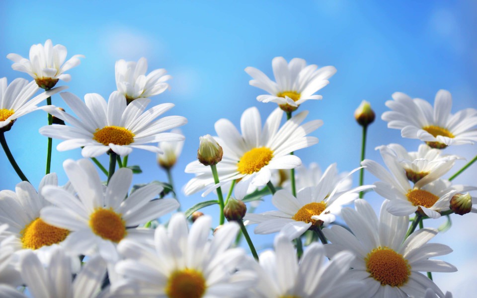 Download Daisy HD iPhone Android 4K Free Download For Phone Mac Desktop Wallpaper - GetWalls.io