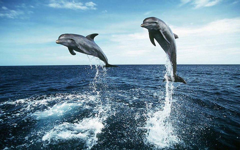 Download Dolphin Jumping HD 4K wallpaper