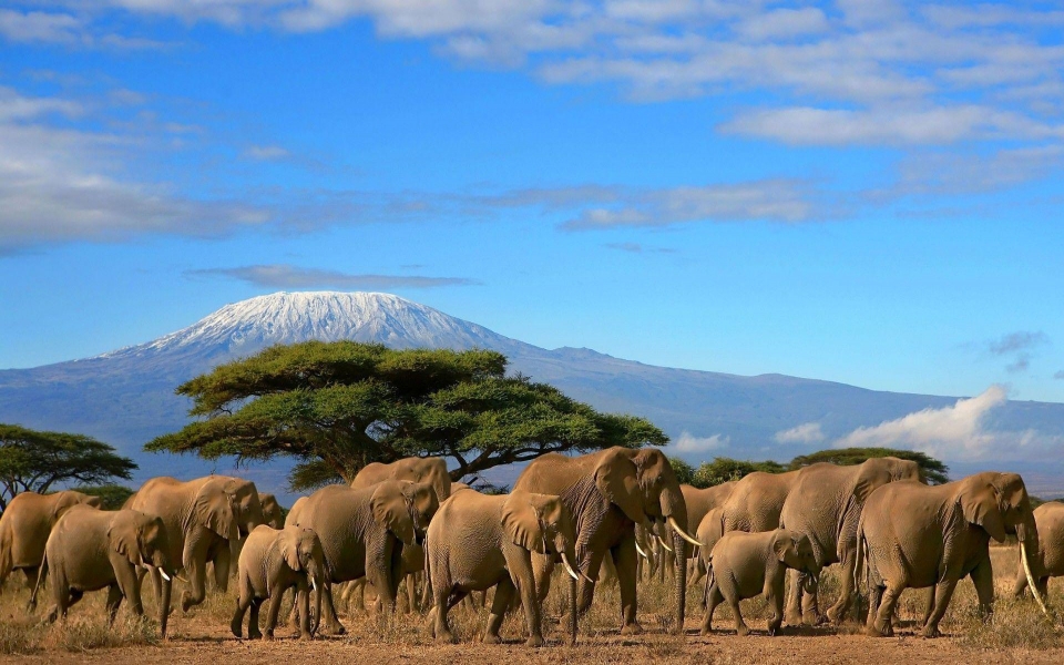 Download Elephants Herd Tree Mount Kilimanjaro HD 4K 2020 For iPhone Mobile Phone wallpaper