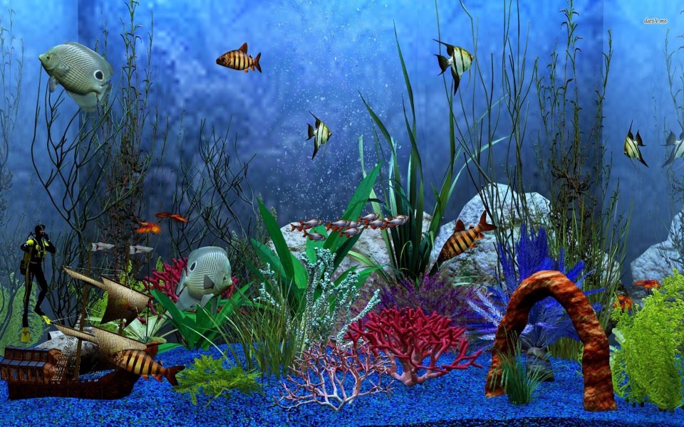 Download Fish Tank iPhone X HD 4K Android Mobile Free wallpaper