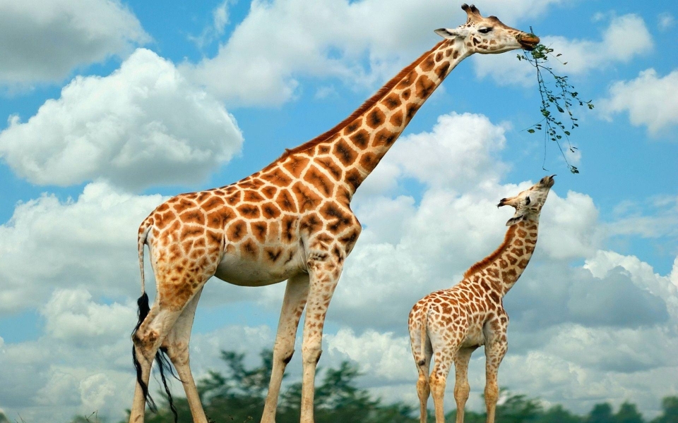 Download Giraffe 4K HD 2020 For Phone Desktop Background wallpaper