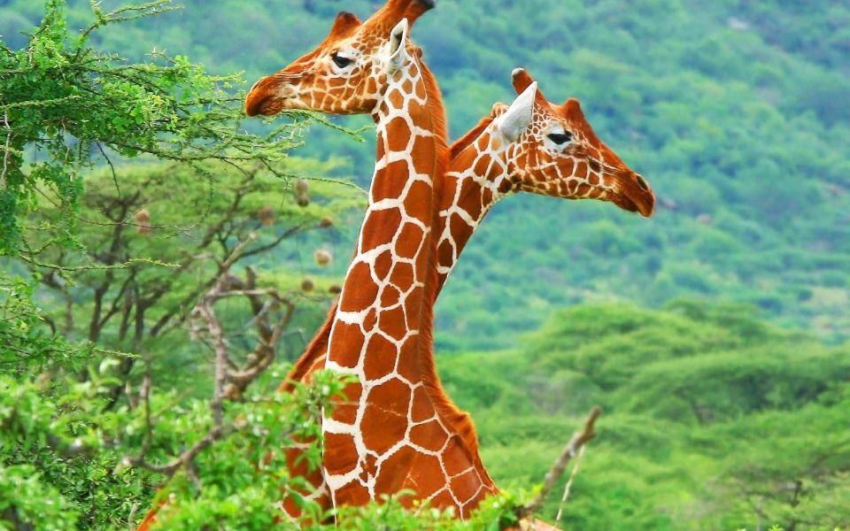 Download Giraffe iPhone HD 4K Android Mobile wallpaper