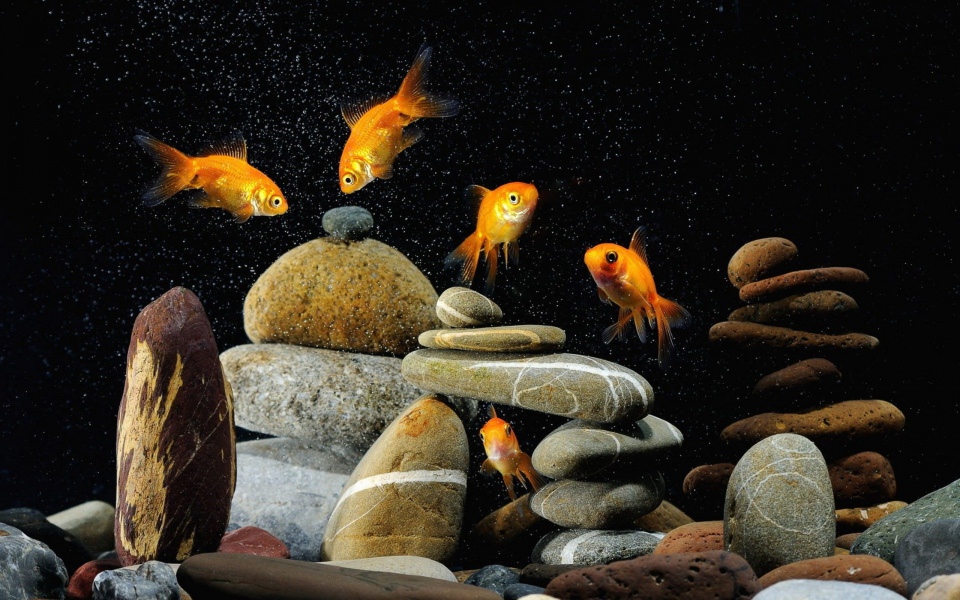 Download Goldfish HD 4K iPhone Mobile Desktop wallpaper