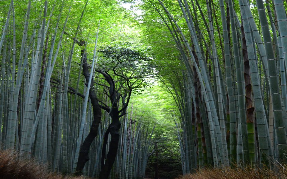 Download Kyotos Arashiyama Bamboo iPhone Android 4K HD Free Download For Phone Mac Desktop wallpaper