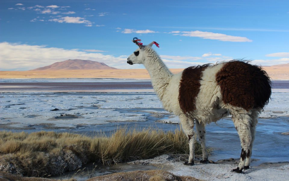 Download Llamas Bolivia Salt HD 4K Widescreen Photos wallpaper