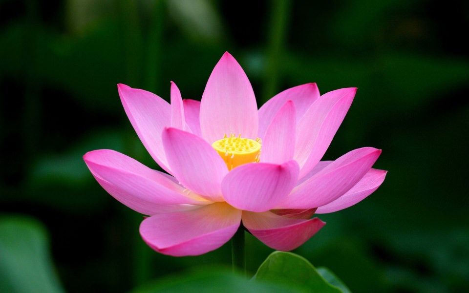 Download Lotus Flower 4K 2020 iPhone wallpaper