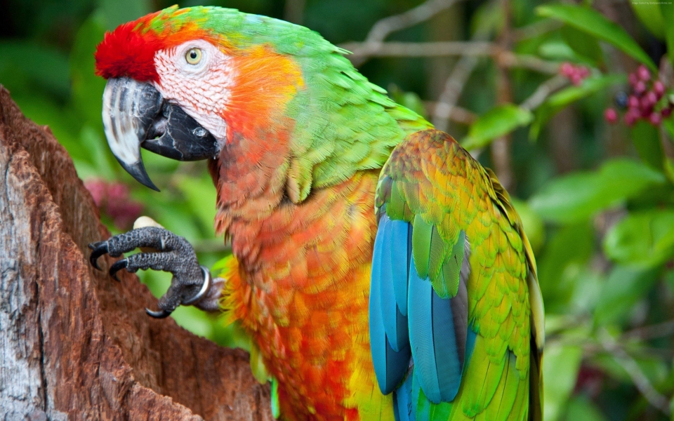 Download Macaw Download Full HD 5K Images Photos wallpaper