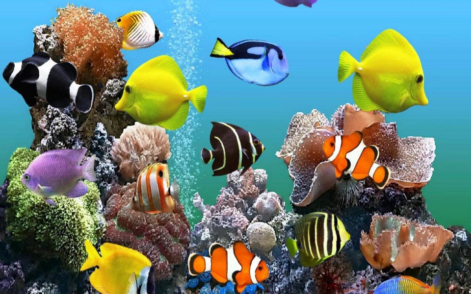 Download Marine Aquarium HD 5K wallpaper