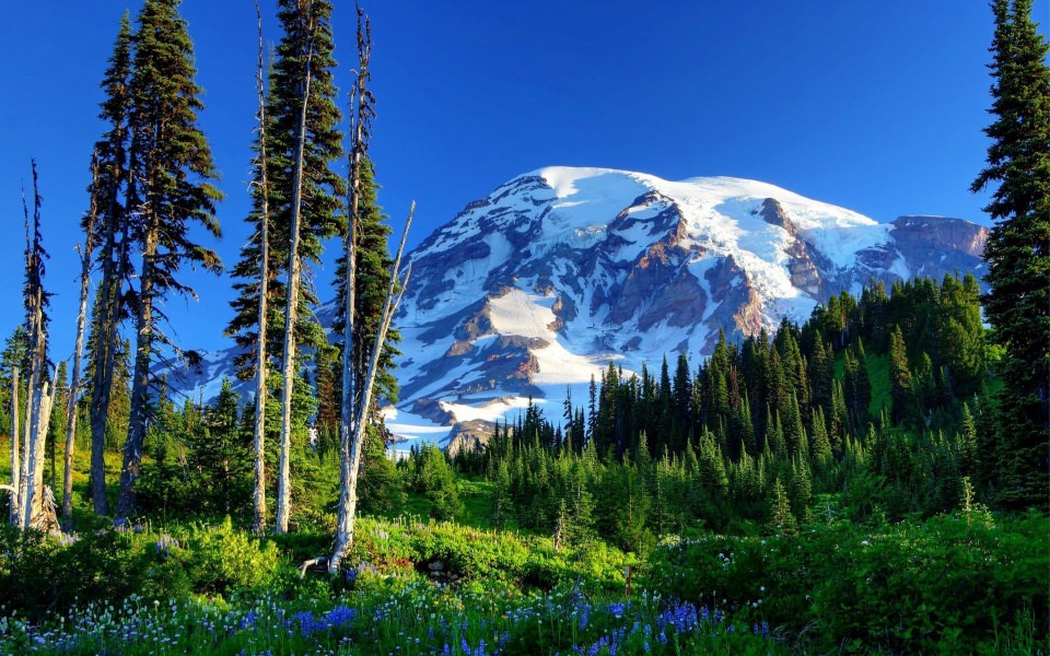 Download Mount Rainier National Park 5K Download For Mobile PC Full HD Images wallpaper