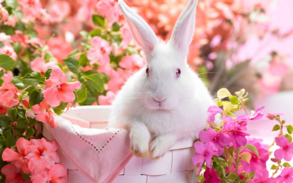 Download Rabbit Wallpaper Images HD free Download wallpaper