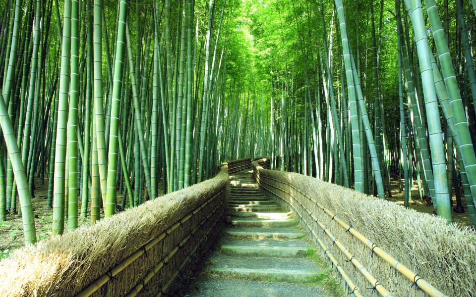 Download Sagano Bamboo Forest HD 4K 2020 For Phone Desktop Background wallpaper