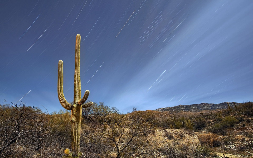 Download Saguaro National Park Tucson Arizona HD 4K wallpaper
