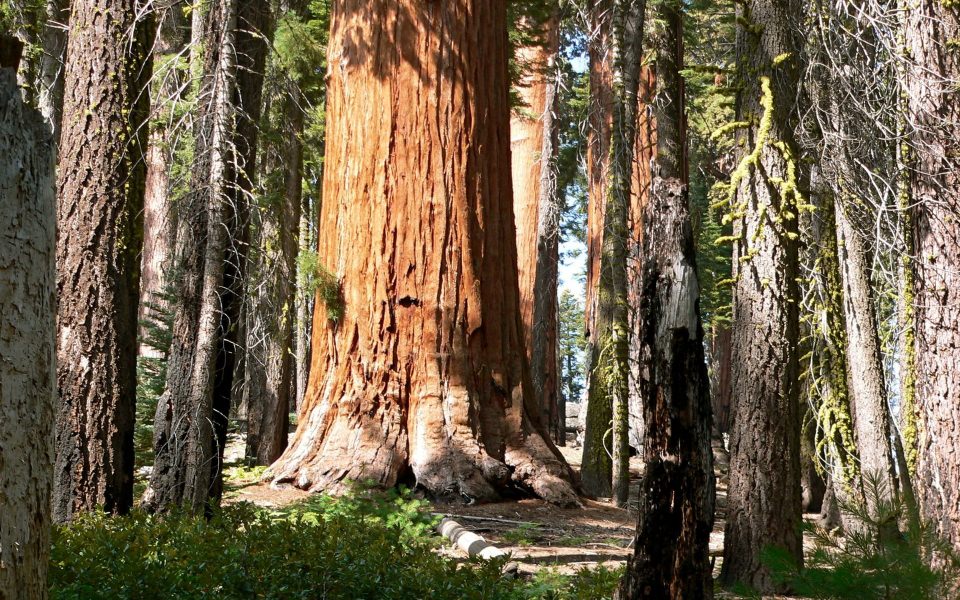 Download Sequoia National Park HD 4K 2020 wallpaper