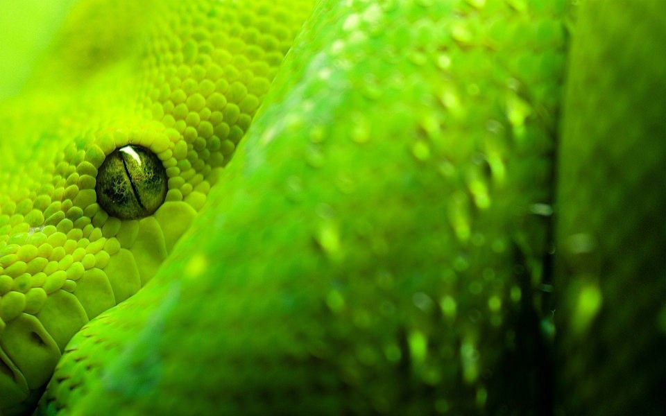 Download Snake Download Full HD 5K Images Photos wallpaper