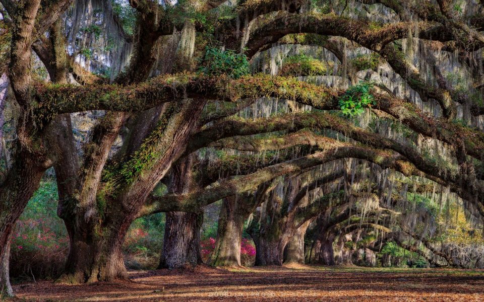 Download South Carolina iPhone X HD 4K Android Mobile Free Download 2020 wallpaper