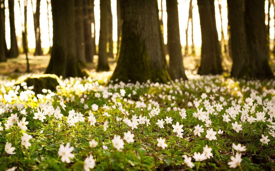 Download Spring HD 4K Photos Pictures Download wallpaper