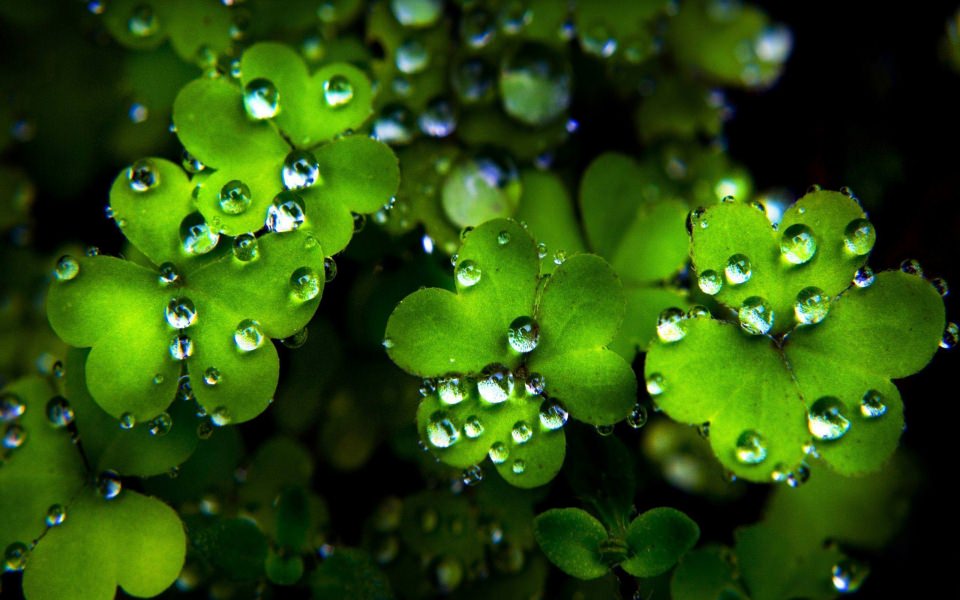 Download St Patrick Day 5K Download For Mobile PC Full HD Images wallpaper